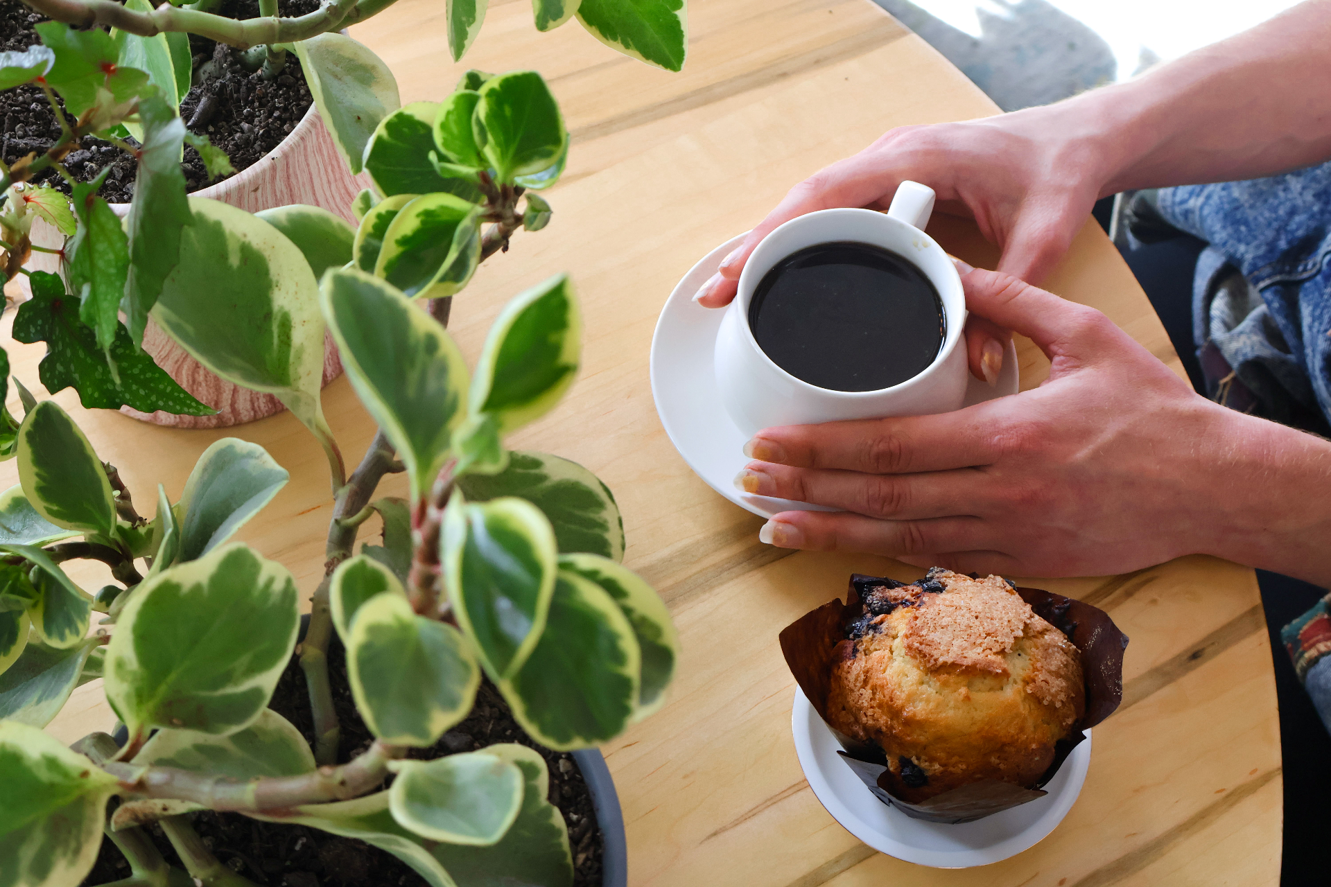 Pour-over and a blueberry muffin, Plant Bar West Asheville