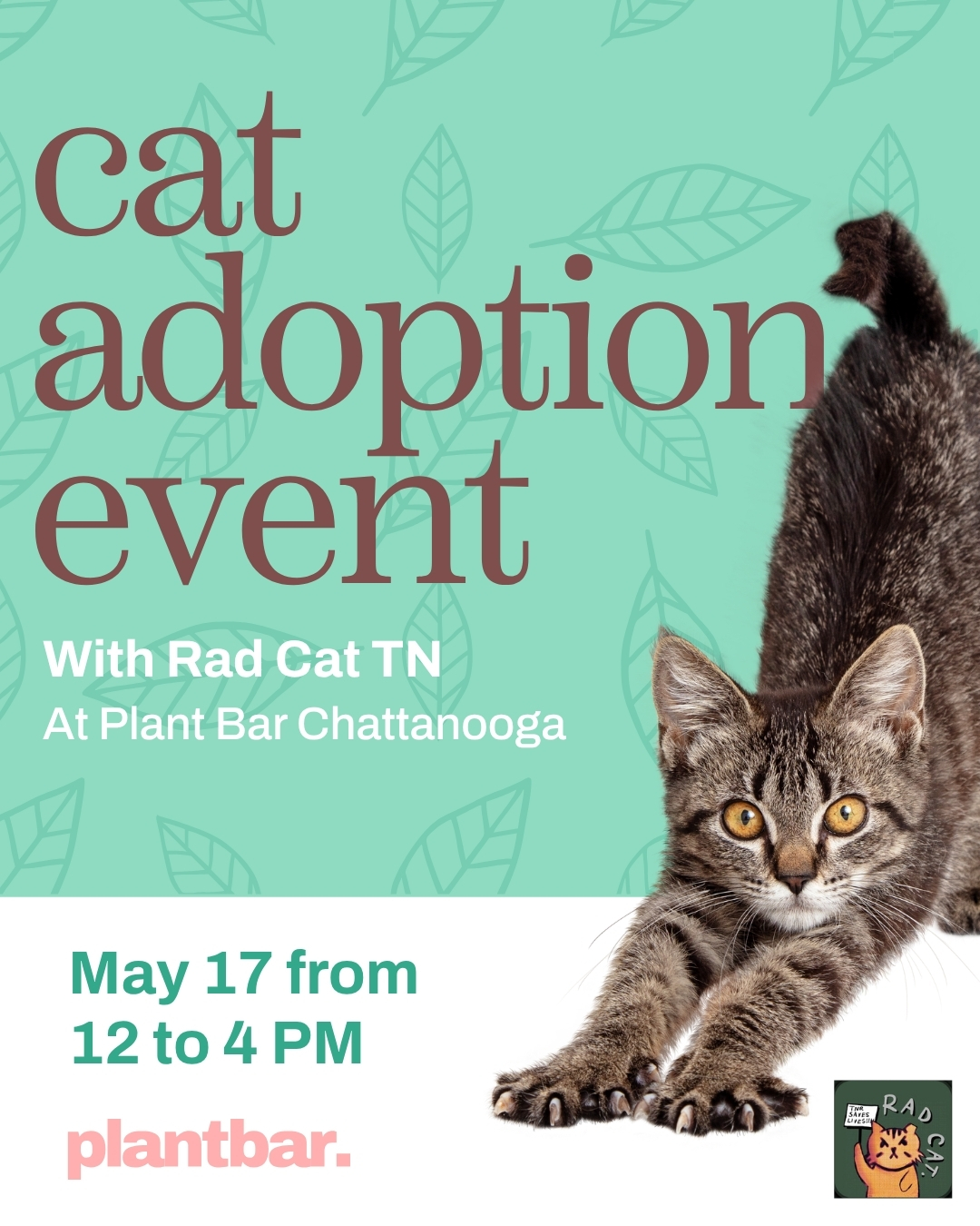 Cat Adoption main feed May 26