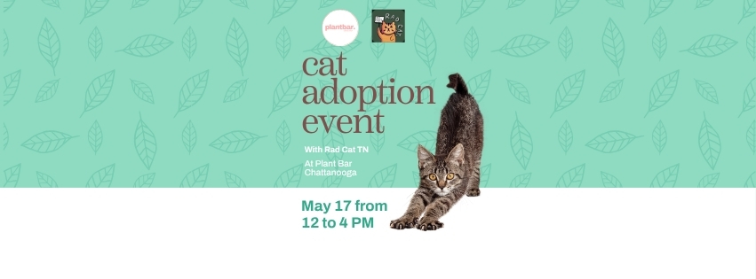 Rad cat TN – Cat Adoption Event